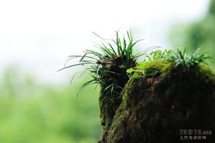 浇水的频率与技巧