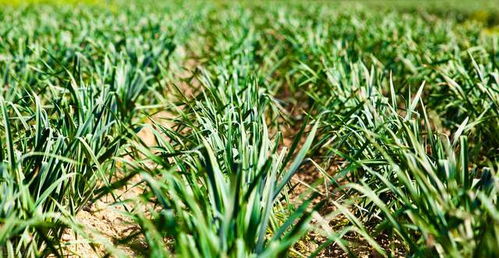 大蒜春季栽培管理要点，关注播种、施肥、病虫害防治等环节