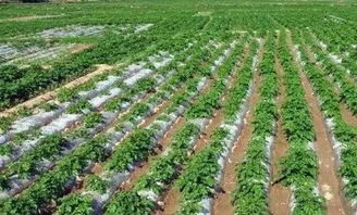 种植马铃薯最适合使用哪种肥料？