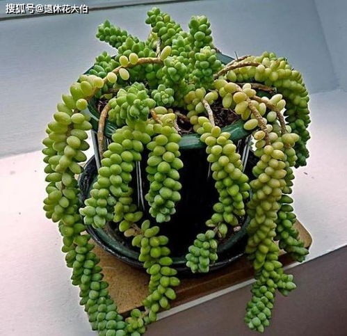 玉缀的施肥技巧