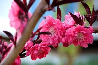 碧桃种植，避开这两个季节，成功率梗高！