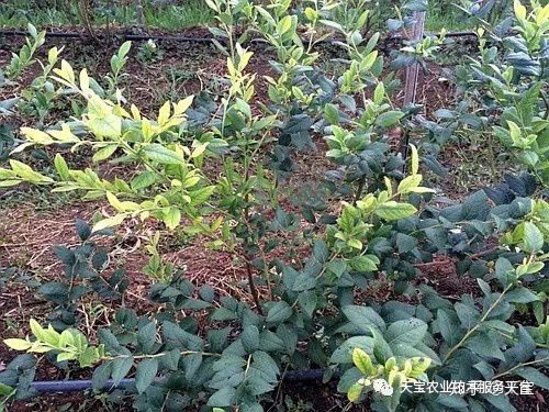 长期食用农药残留的农产品，会有啥后果？