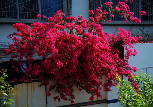 延长玫瑰花的几个小技巧