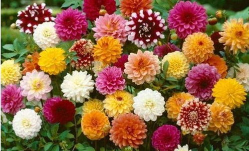 由于它的株型不大，也非chang适合阳台盆栽