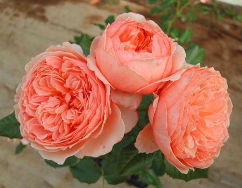 月季的诱惑：探寻那完美六种