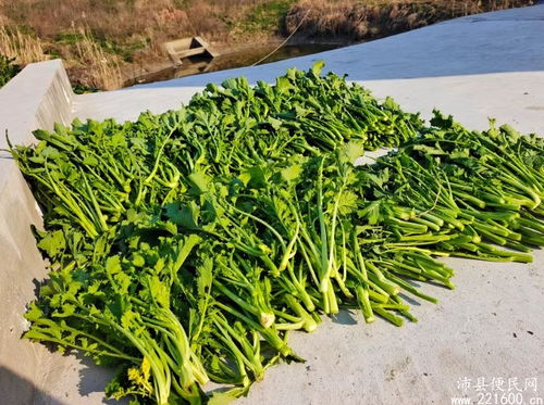 五一劳动节，种什么菜Zui适宜生长？