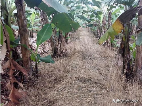 杂草枯死的小秘密