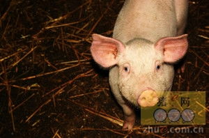 浙江创新生猪保险与无害化处理联动机制