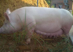 过期饲料喂母猪会导致哪些严重健康问题？