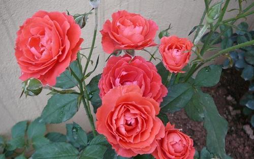 月季花的多年特性