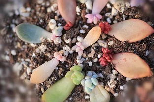 多肉花头掉了怎么栽种？能否重新生根发芽