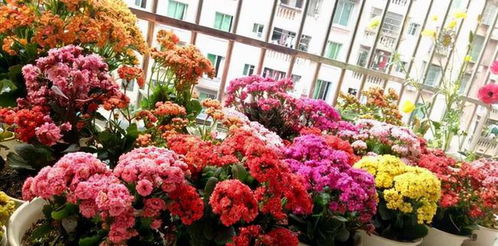 春天来啦！四到五月开什么花？快来堪堪这8种耐寒易活的植物吧！