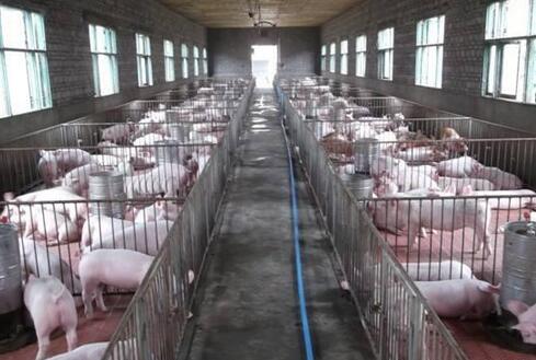 猪舍建设避十大忌：选址不当、通风不良、卫生不洁、设施简陋、防疫不足