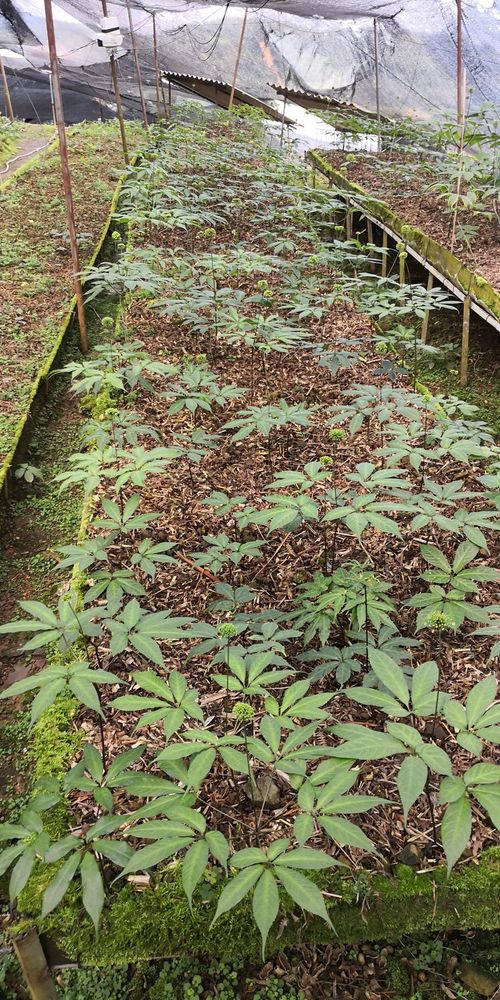 人参种植技术与栽培管理中，如何根据不同土壤类型选择合适的人参种植方法
