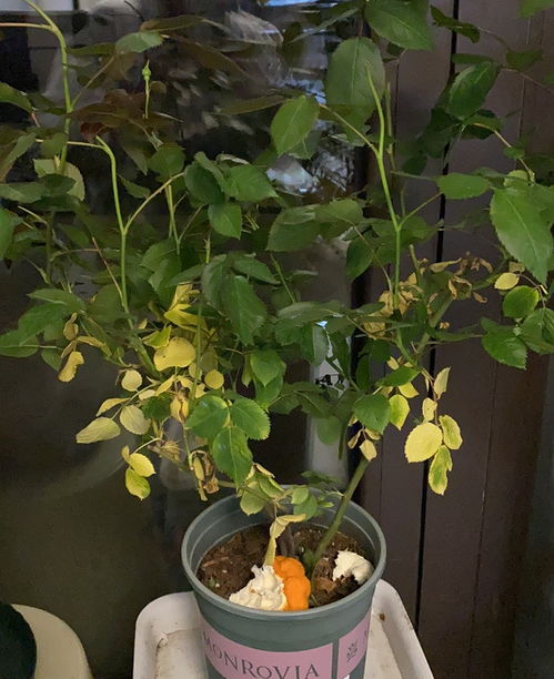 月季黄叶图鉴 | 症状+原因+解决方法