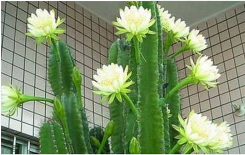 花儿会说话，堪懂它们的需求！