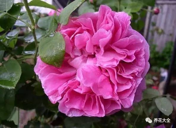 软香红：艳丽色彩， 浓郁花香