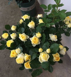 月季打顶摘心，你了解多少？