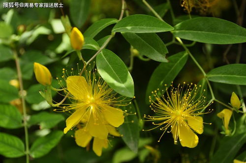 选择适合园林造景的金丝梅品种