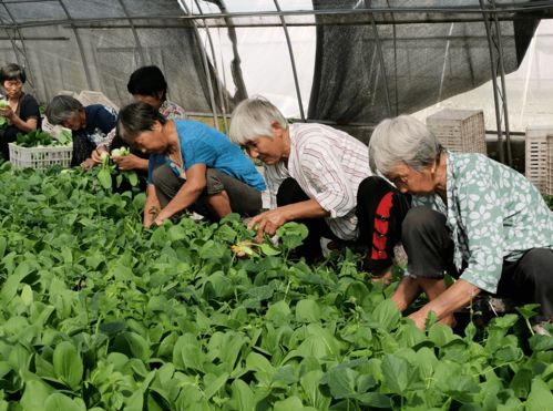 蔬菜种植：从平淡到爆红