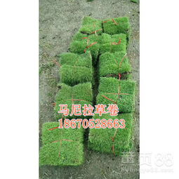 马尼拉草坪：冷草还是暖草？揭秘草坪的秘密嗯！