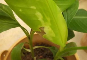 作物病魔来了？不用怕，吡醚菌酯来帮忙！