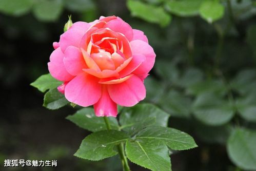 法国小姐的荣耀