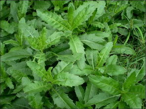 小蓟子除草剂的探索之旅