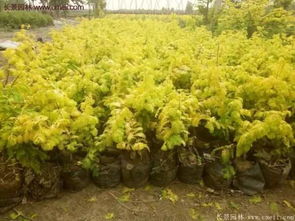 抑强促弱， 让它们长得好