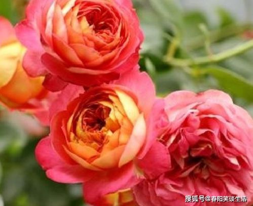 狮子慈善月季的美丽与爱心
