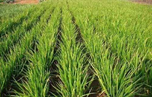 大葱韭菜地里打什么除草剂能除草？大葱最忌什么肥料？