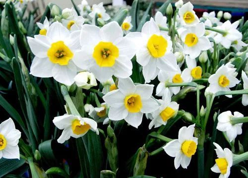 山茶花的别称大揭秘