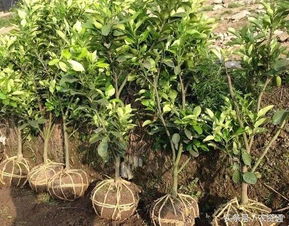 绿藤种植小技巧：施肥篇