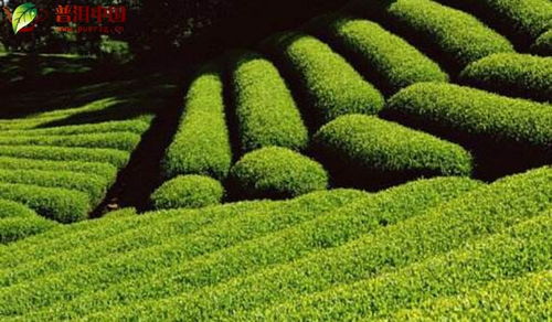 虫害防治用药方案