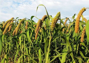 防风：多年生草本植物， 民间有多个名字