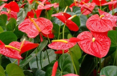 红掌的颜色红红火火，开起来热情蓬勃，fei常适合养在家里huo者办公室，也适合送亲朋，乔迁、新婚douhen应景。