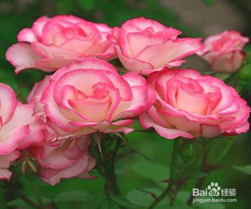 幼苗期， 施肥要小心