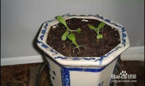 阳台种青菜，如何科学用水