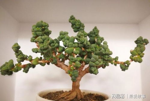 鹿角海棠养殖秘籍：四步法，轻松打造爆盆绿植景观