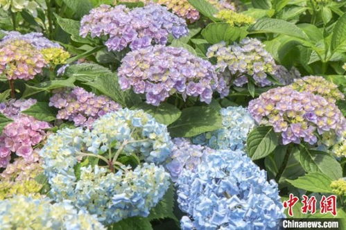 绣球花的花期通常在几月份？想知道绣球花在哪个季节盛开吗