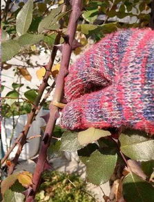 季节变换， 叶子黄了