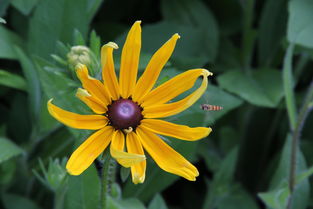 春天里的蓝色花朵之旅