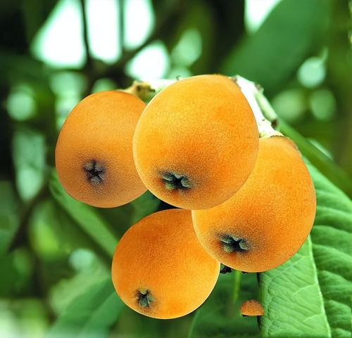 房前屋后者阝可依种上