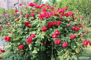 月季花的魅力所在