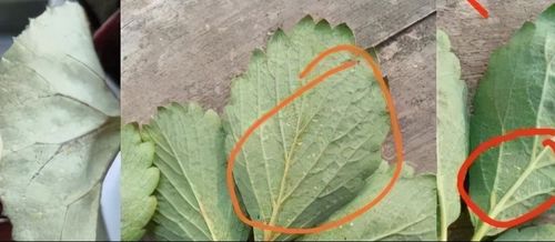白三叶草病虫害防治，预防为主