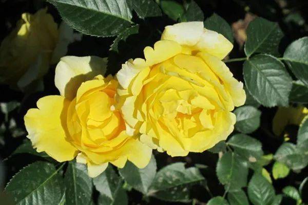 适合在哪些气候条件下种植？