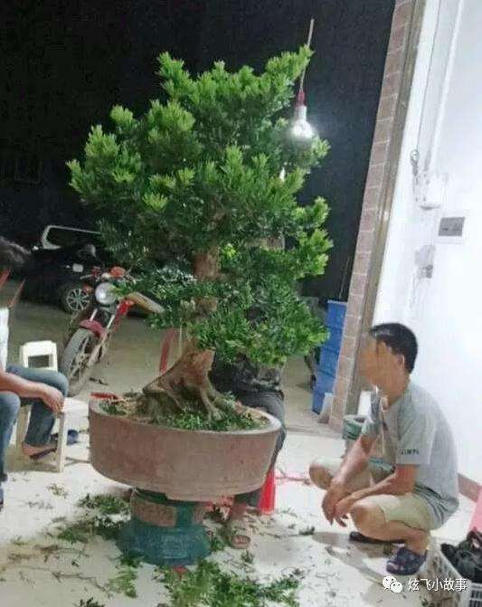 小叶罗汉松盆景如何修剪造型？