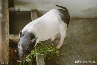 夏季缩短母猪产程，提升仔猪存活率新策略