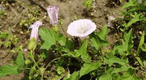 农田边的碎碗诅咒真相