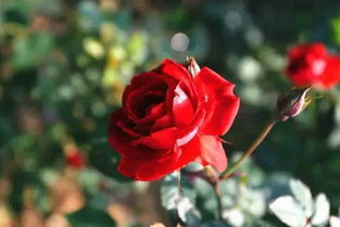 一、玫瑰花简介